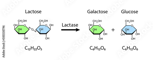 Lactase enzyme Effect On Lactose Sugar Molecule. Lactose Hydrolysis. Vector Illustration. photo