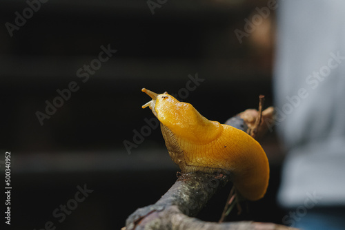 Banana Slug photo