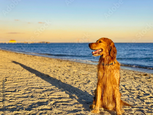 Golden on the Beach