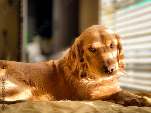 Golden in Sunlight