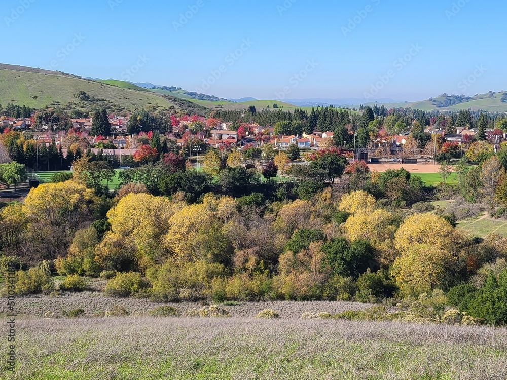 Fototapeta premium Cottonwood Trees turning yellow in Autumn, San Ramon, California
