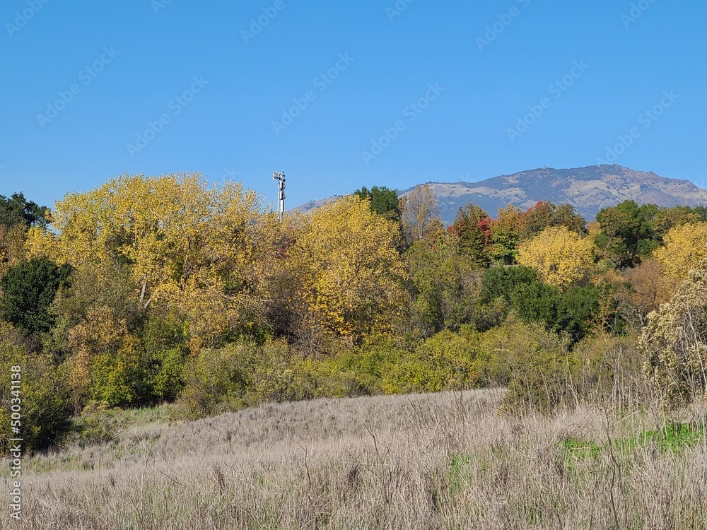 Cottonwood Trees turning yellow in Autumn, San Ramon, California Cottonwood Trees turning yellow in Autumn, San Ramon, California
