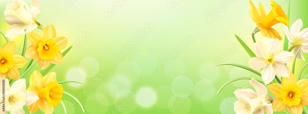 Obraz premium Spring delicate banner with white and yellow daffodils. Template for greeting, invitation, advertising. Vector illustration.