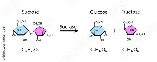 Sucrase enzyme Effect On Sucrose Sugar Molecule. Sucrose Hydrolysis. Vector Illustration. photo