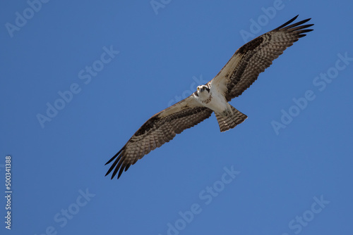 Osprey Hunting for Fish Finds Photographer