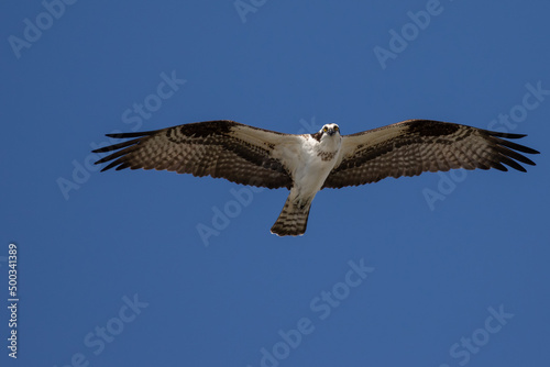 Osprey Hunting for Fish Finds Photographer