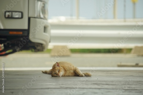 Cat living in Shingugyoko port, Fukuoka