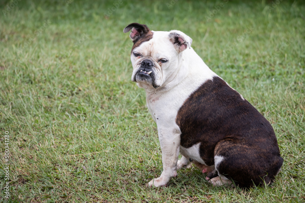 bulldog dog portrait on the grass