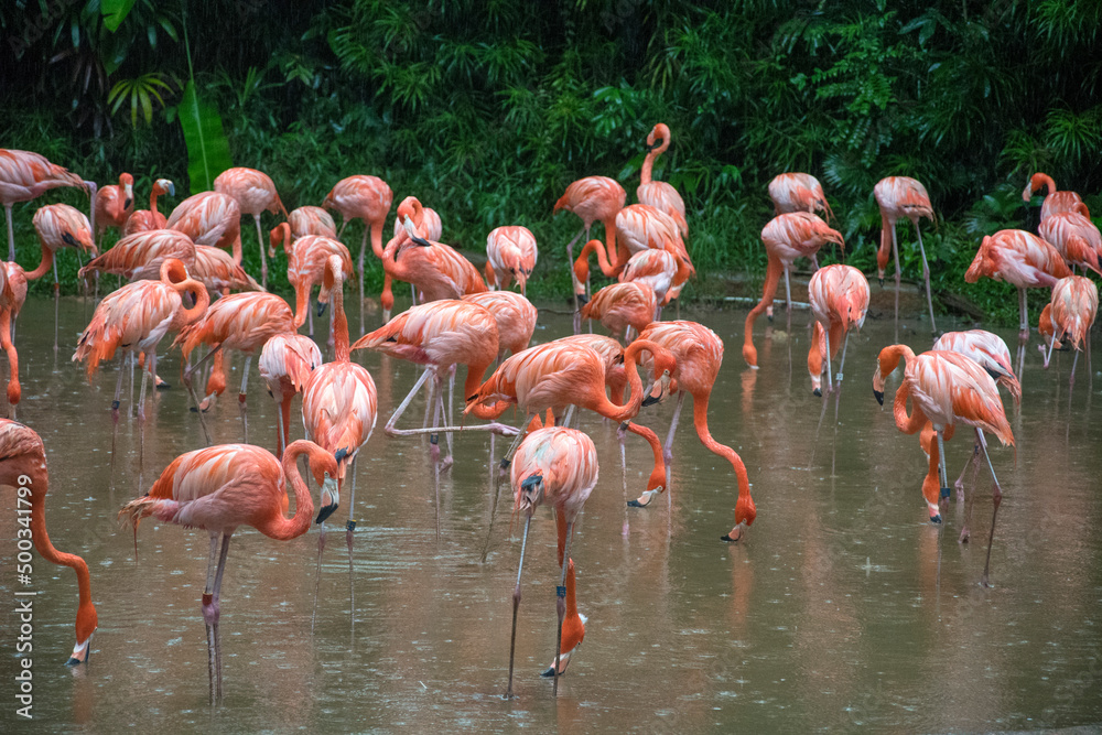 Group of flamingos playing in the water in Jurong Bird Park. Group of flamingos playing in the water in Jurong Bird Park.