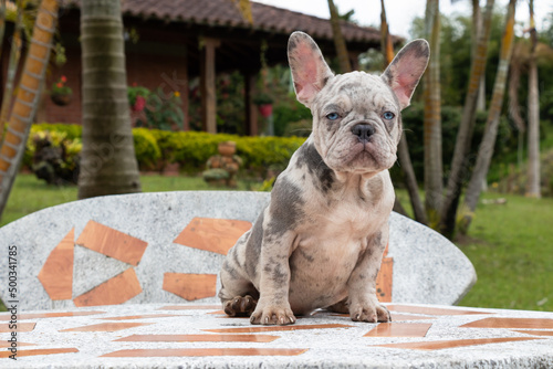 french bulldog puppy portrait merle and tan photo