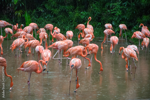 Group of flamingos playing in the water in Jurong Bird Park. © tang90246