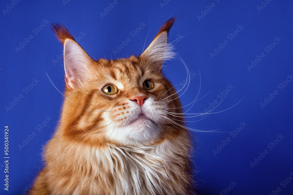 A portrait of the red maine coon cat on the blue background, champion, isolated.