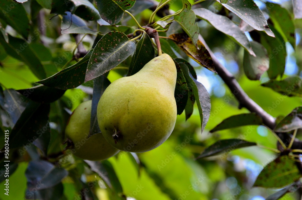 Ripe juicy pears hang on the branches of a tree. Ripe juicy pears hang on the branches of a tree.