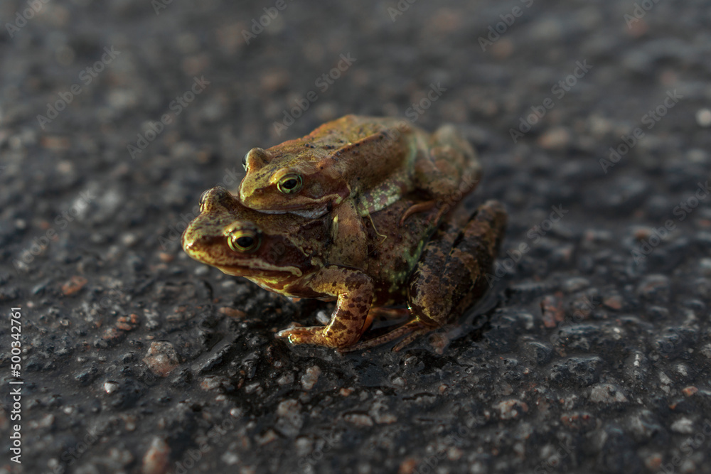 Obraz premium two frogs mating season