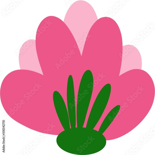 pink flower on white background
