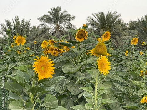 Sunflowers farm, Al-Ahsaa, Saudi Arabia photo