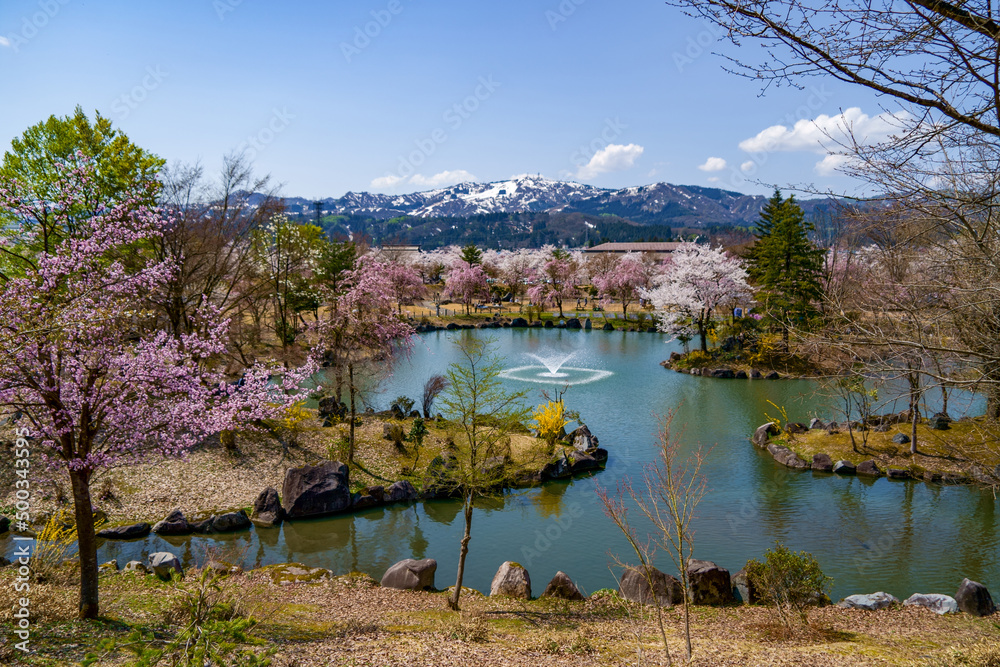 Fototapeta premium 残雪と桜のコントラストが美しい噴水のある公園の春景色