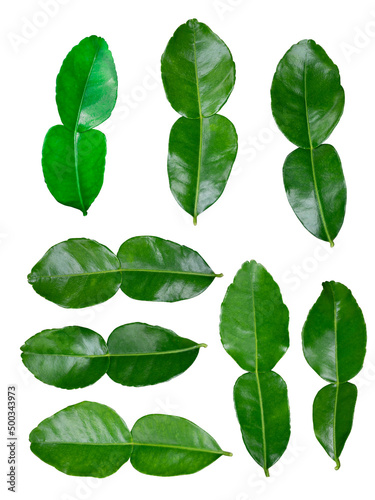 Isolated kaffir lime leaves for your work