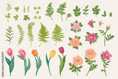 Set flowers and leaves. Colorful