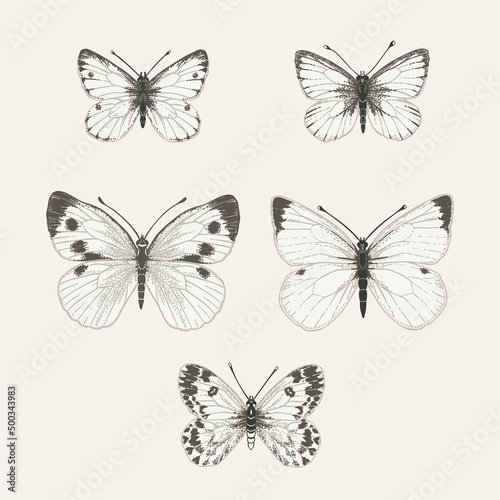 Set with white butterflies © Lisla