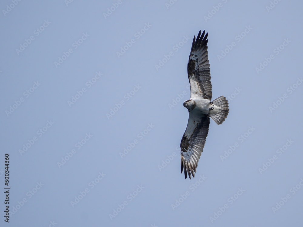 Obraz premium 獲物を探して頭上を飛ぶミサゴ