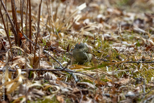 The ruby-crowned kinglet (Corthylio calendula). Very small American songbird.