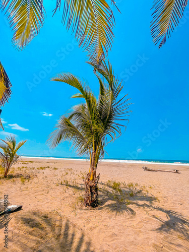 Fototapeta Naklejka Na Ścianę i Meble -  palm tree in the sand on the shore of the beach, in the background the blue sky and the sea