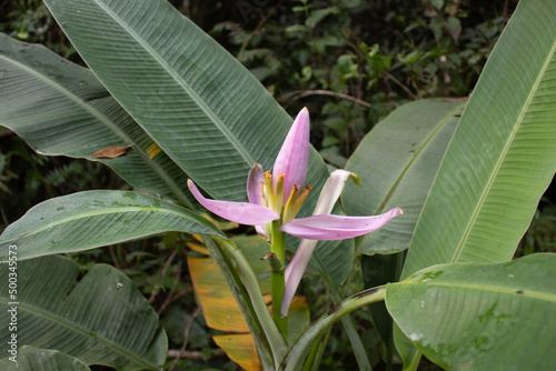 Vegetação Mata Atlântica. Parque Estadual da Serra do Mar. Praia Grande/SP photo