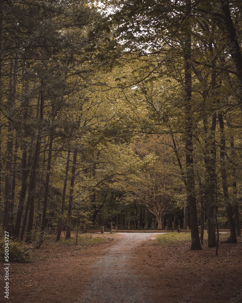 Obraz premium path in the woods