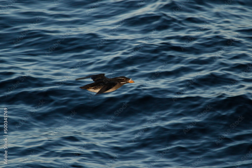 Adult Rhinoceros Auklet in breeding plumage flying over water Adult Rhinoceros Auklet in breeding plumage flying over water