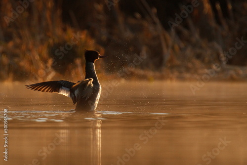 Foto Female Common Merganser flapping wings water with orange morning light
