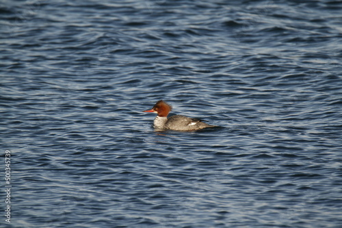 Side view of a female Common Merganser on water