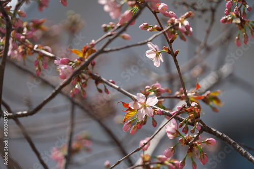 2022年自宅裏の桜が咲きました