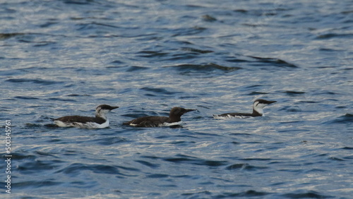 Three Common Murres in varying plumage in the ocean
