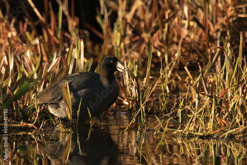 American Coot or Mudhen in water with grass photo