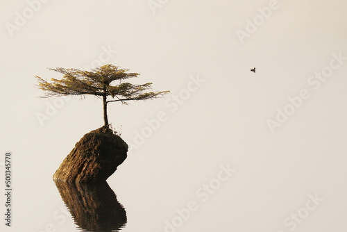 Fairy Lake bonsai tree sticking out of water with a duck photo