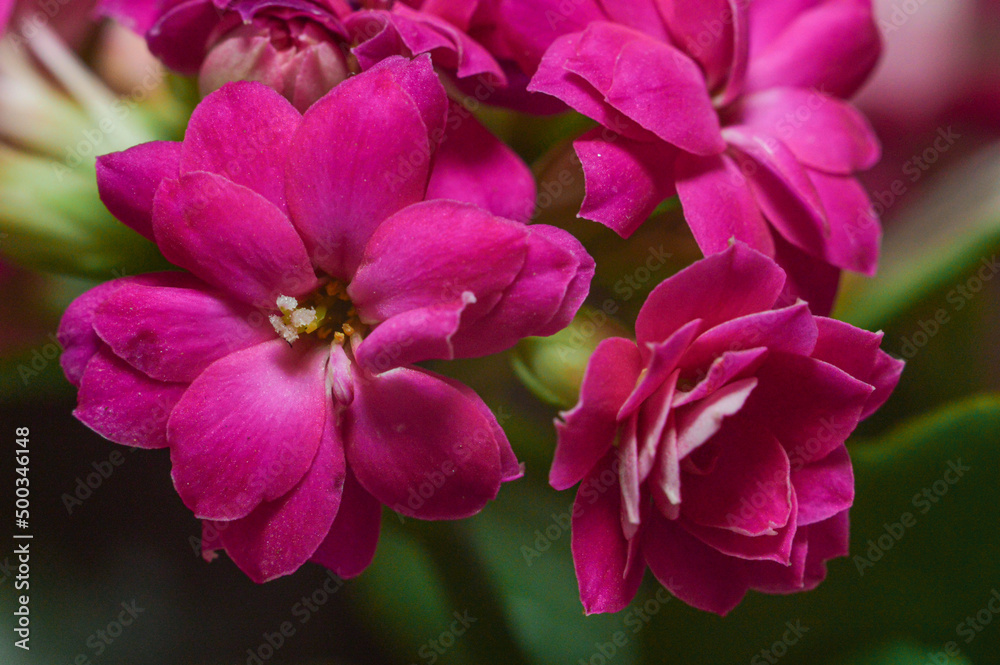 close up of pink flower