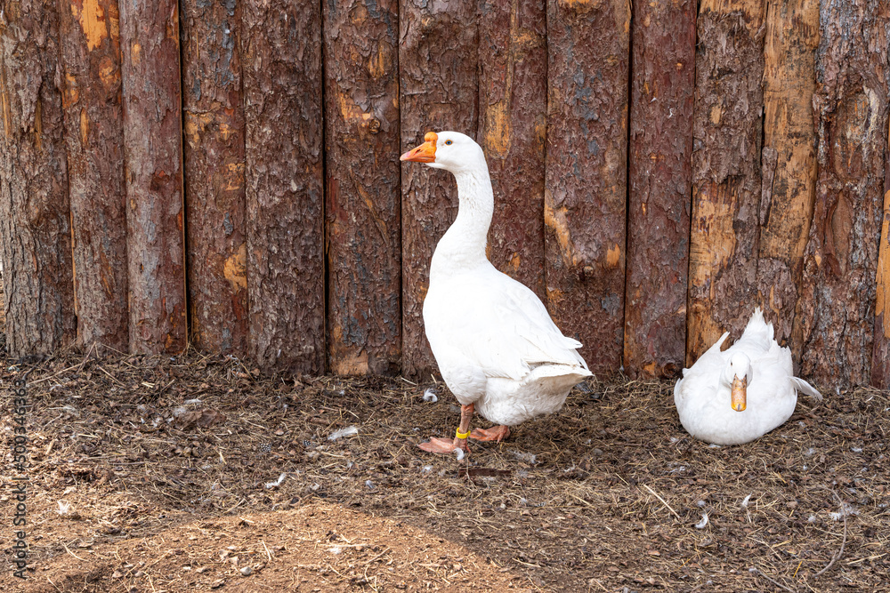 The white geese are going to play on the ground. The white geese are going to play on the ground.