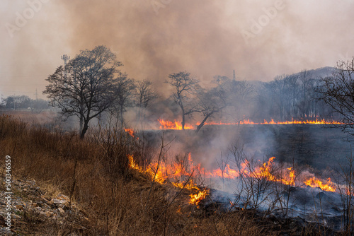 Forest fire. Fire in the forest, dry grass and trees are burning © Вера Щербакова