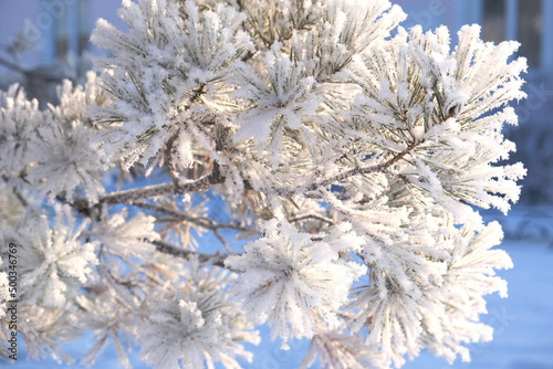 A calm, frozen winter scene. Amazing nature background. Frozen pine branch  close up © ElenaEmiliya