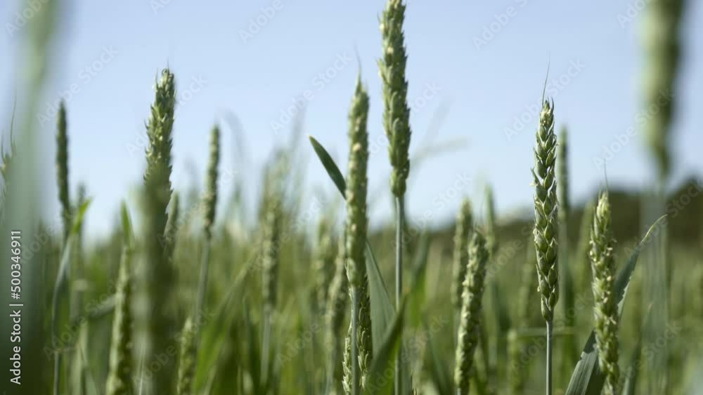 Green winter wheat in farmers field blowing in the wind. Green winter wheat in farmers field blowing in the wind.