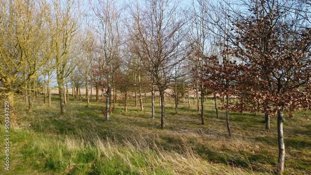 Pan left from a newly planted wood to a path Pan left from a newly planted wood to a path