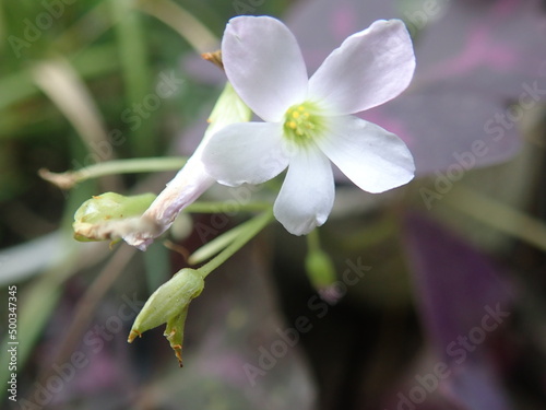 Closeup Oxalis triangularis flower, commonly called false shamrock whit blurred background. Mentions in Indonesian Calincing kupu, calincing merah, calincing ungu atau bunga kupu-kupu. perennial plant