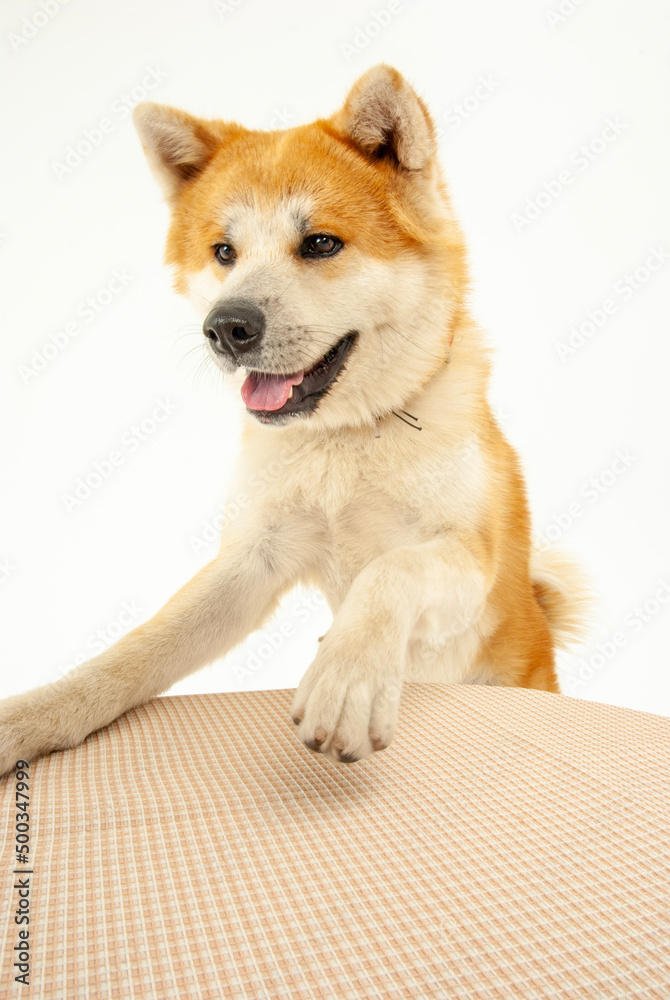 テーブルに前脚をかける秋田犬