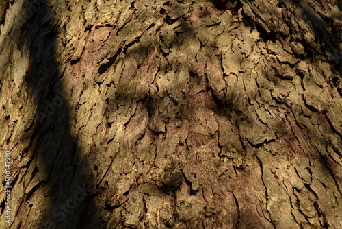 Pecan tree bark, Cullinan Park, Sugar Land, Texas © Marta
