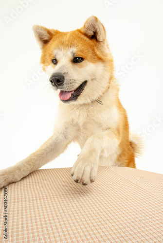 テーブルに前脚をかける秋田犬