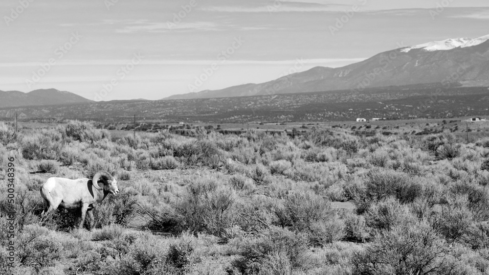 Fototapeta premium B&W landscape