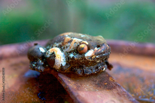 Old Rusty Metal Peeling Frog Ornament In Grarden