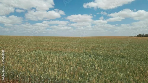 Wheat Field at southern district kibbutz in israel state