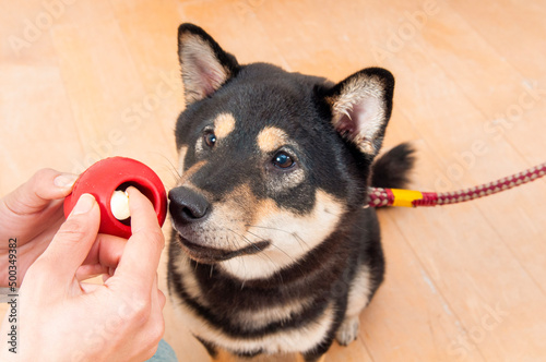 オモチャに興味ある黒柴犬